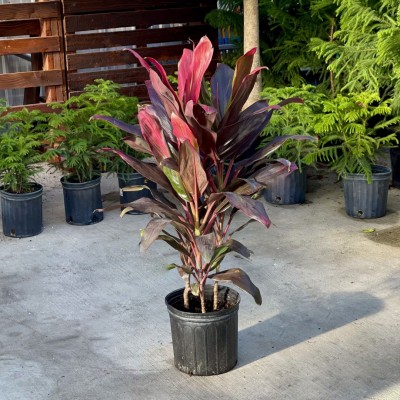 Cordyline fruticosa 'Florica'