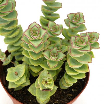 Crassula perforata