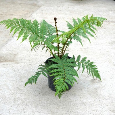 Cyathea cooperi