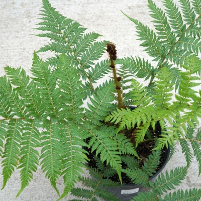 Cyathea cooperi