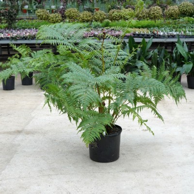 Cyathea cooperi