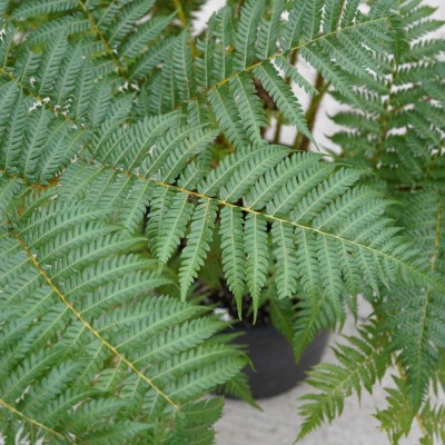 Cyathea cooperi