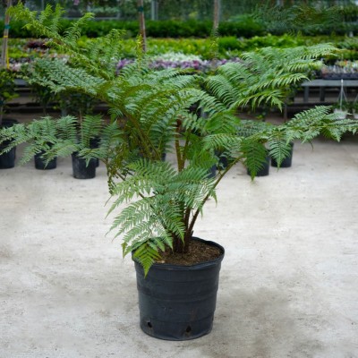 Cyathea Cooperi 17in - Washington - Cascade Tropicals