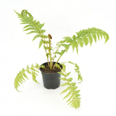 Cyathea cooperi