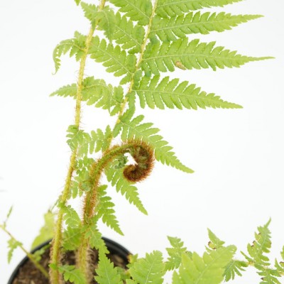 Cyathea cooperi