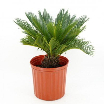 Cycas revoluta