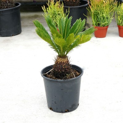 Cycas revoluta