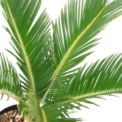 Cycas revoluta