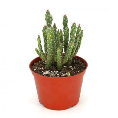 Cylindropuntia whipplei