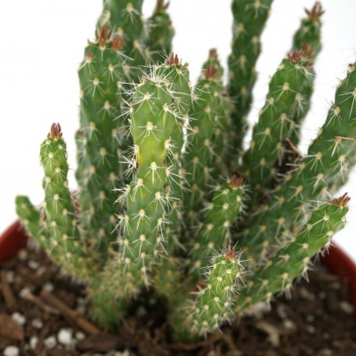 Cylindropuntia whipplei