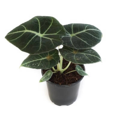 Alocasia reginula 'Black Velvet' 4in - Washington - Cascade Tropicals