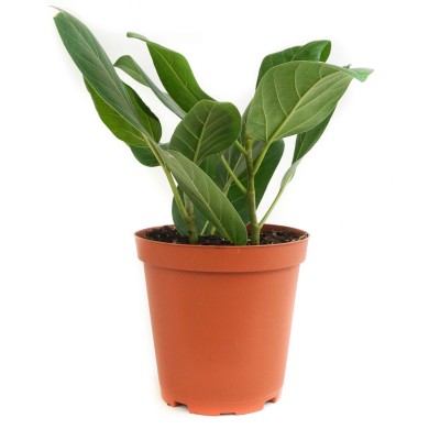 Ficus beng. 'Roy'