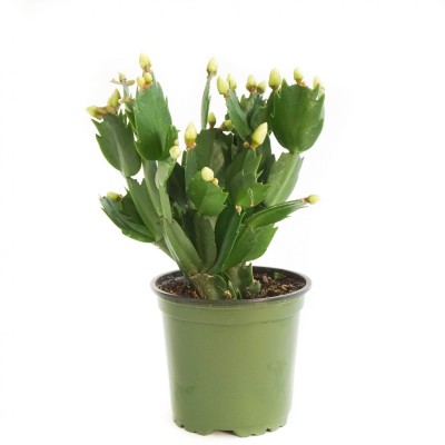 Schlumbergera truncata - Ceramic Pot