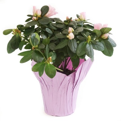 Azalea assorted