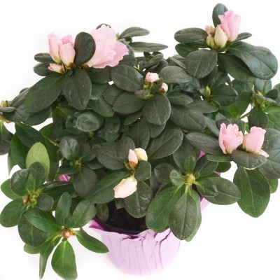 Azalea assorted
