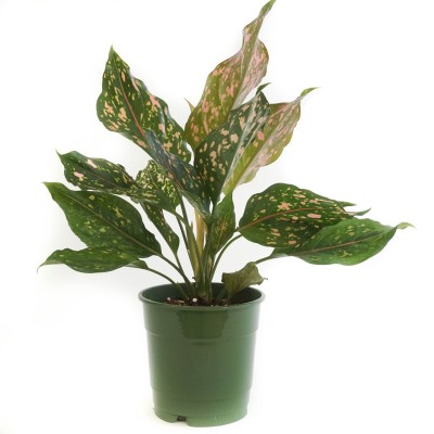 Aglaonema 'Pink Dalmatian'