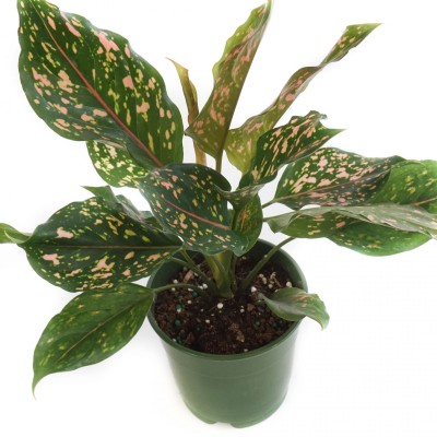 Aglaonema 'Pink Dalmatian'