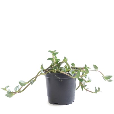 Tradescantia navicularis - HB