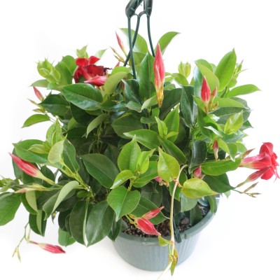 Mandevilla assorted - trellis