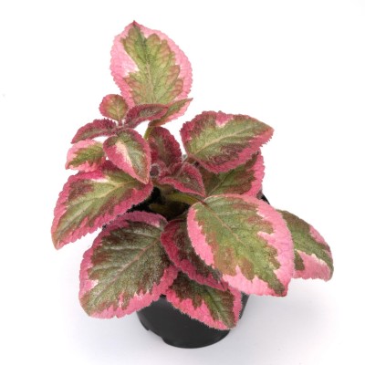 Episcia cupreata 'Cleopatra'
