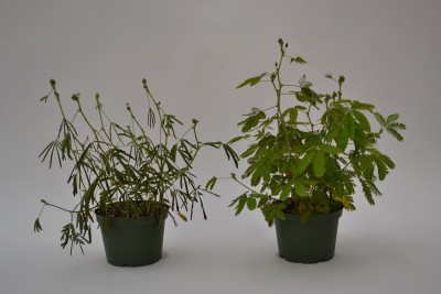 Mimosa pudica 4in - Washington - Cascade Tropicals