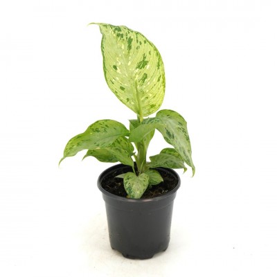 Dieffenbachia 'Snow'