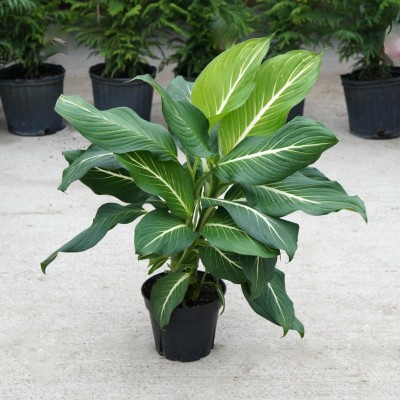 Dieffenbachia 'Sterling'