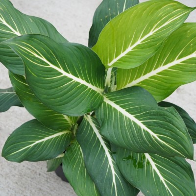 Dieffenbachia 'Sterling'