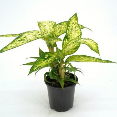 Dieffenbachia 'Star Bright'