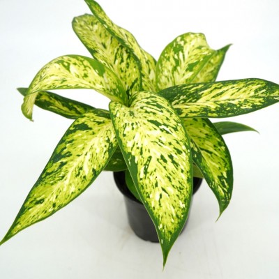 Dieffenbachia 'Star Bright'