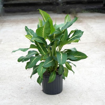 Dieffenbachia 'Sterling'