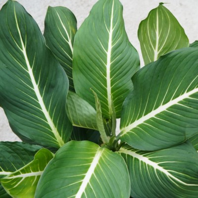 Dieffenbachia 'Sterling'