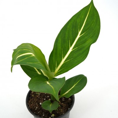 Dieffenbachia 'Sterling'