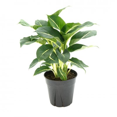 Dieffenbachia 'Sterling'