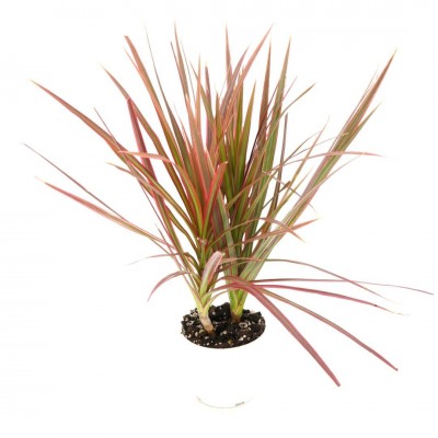 Dracaena marg. 'Colorama'