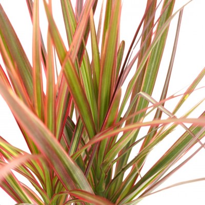 Dracaena marg. 'Colorama'