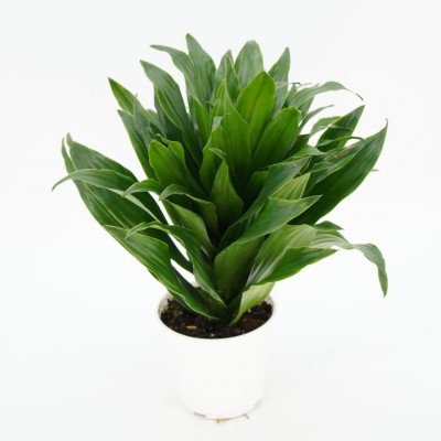 Dracaena deremensis compacta