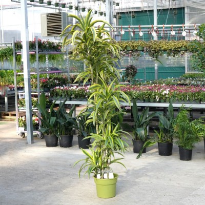 Dracaena 'Lemon Lime' - cane