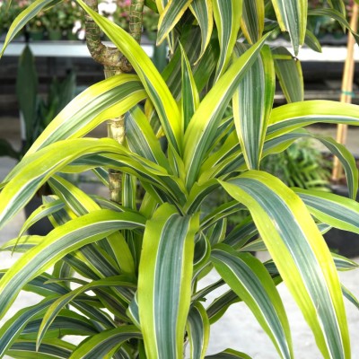 Dracaena 'Lemon Lime' - cane