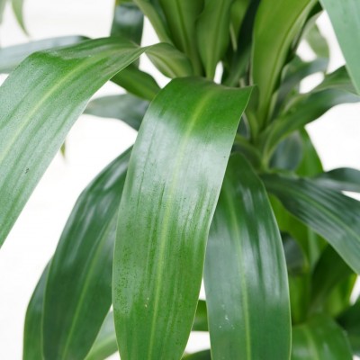 Dracaena frag. 'Lisa' - cane 4ft