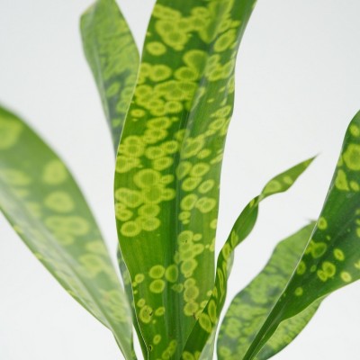 Dracaena 'Malachite'