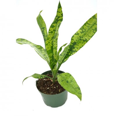 Dracaena 'Malachite'