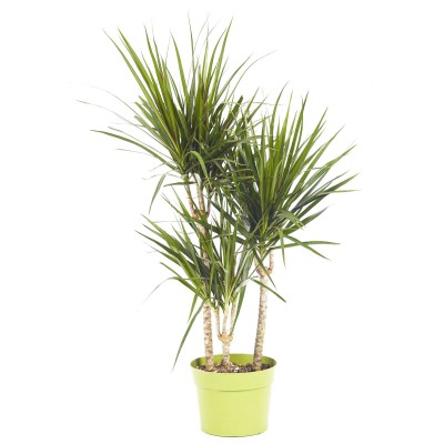 Dracaena marg. 'Magenta' 4in - Washington - Cascade Tropicals