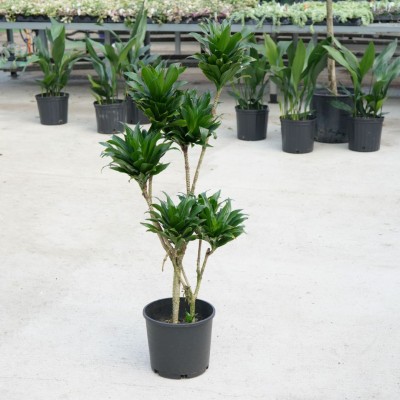 Dracaena der. compacta - character