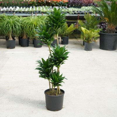 Dracaena deremensis compacta