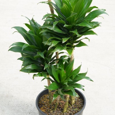 Dracaena deremensis compacta