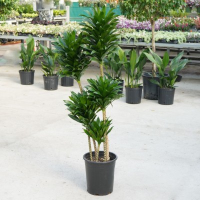 Dracaena deremensis compacta