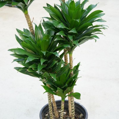 Dracaena deremensis compacta