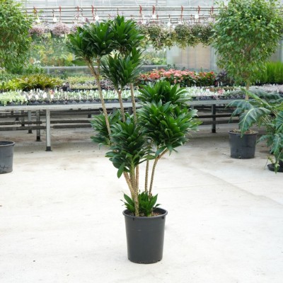 Dracaena deremensis compacta