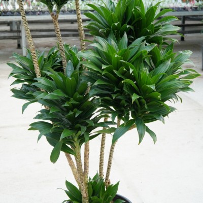 Dracaena deremensis compacta